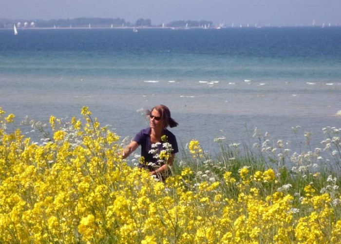 Die gelbe Rapsblüte vor blauer Ostsee gibt besonders schöne Bilder